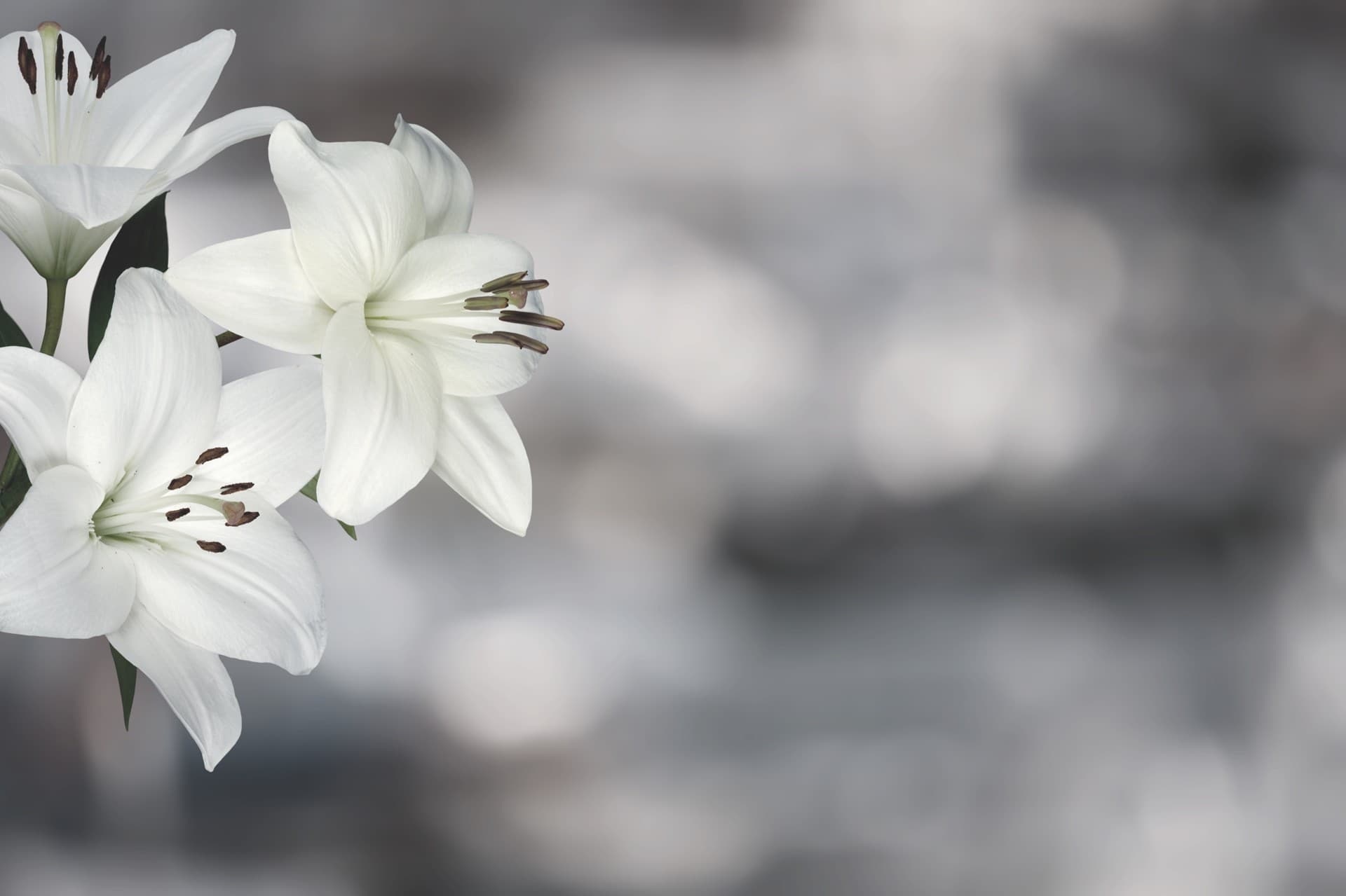 Esquelas de Funeraria Campomayor en Palas de Rei